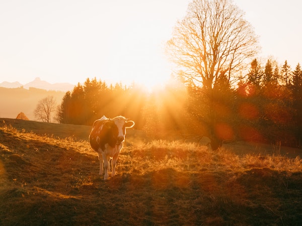 Vegan planet earth cow at sunrise